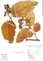 Vismia latifolia image
