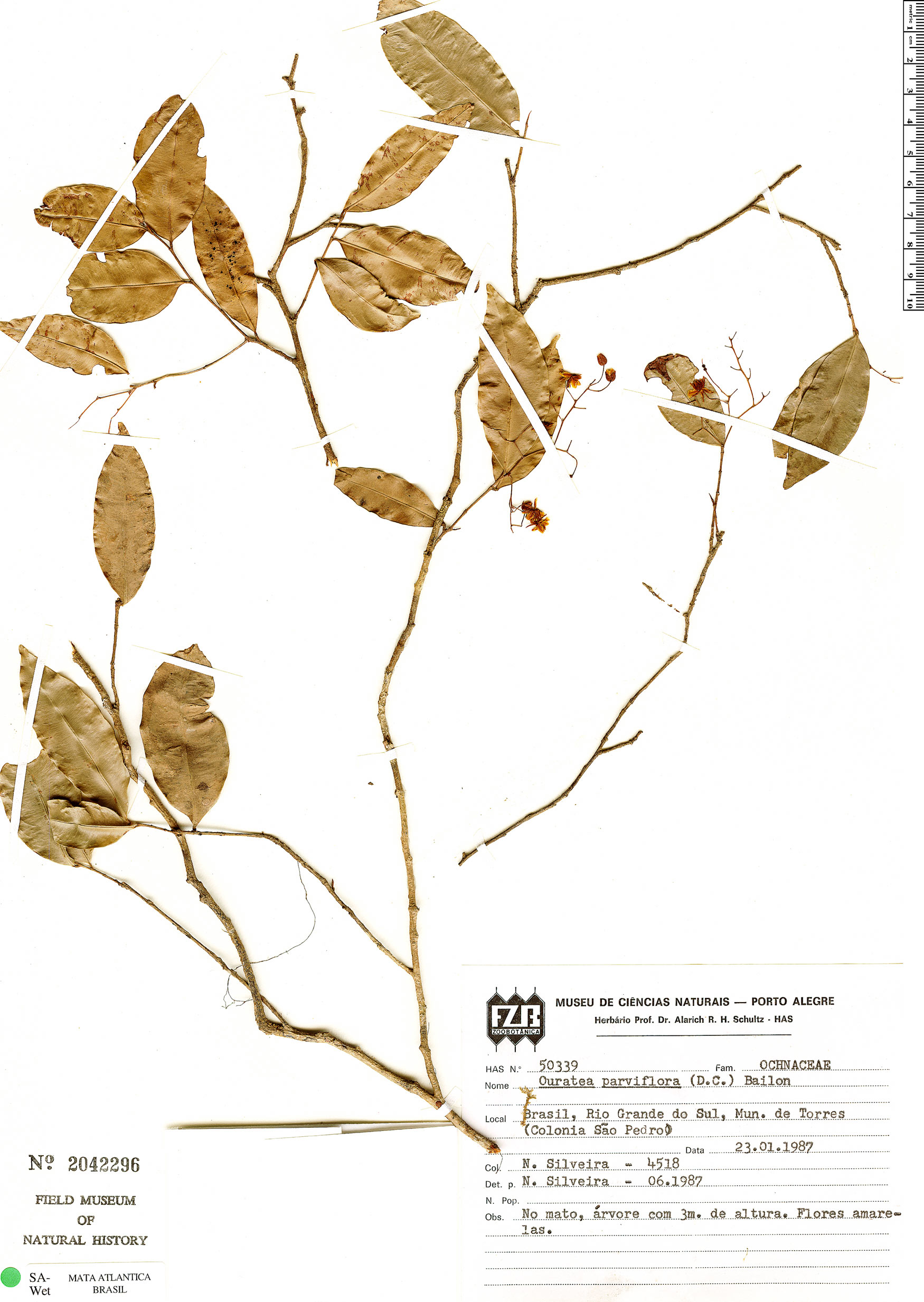 Ouratea parviflora image