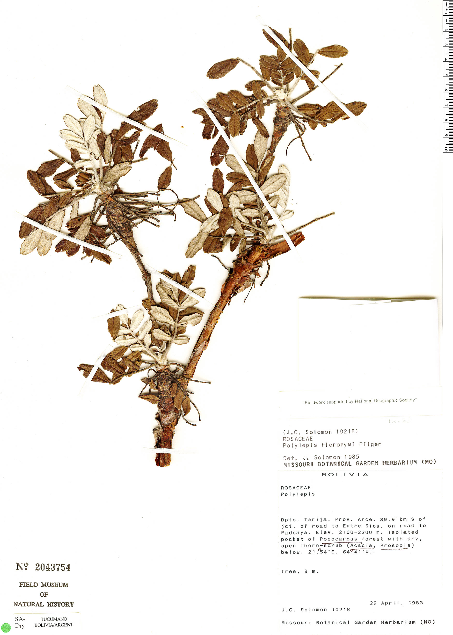 Polylepis hieronymi image