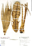 Puya membranacea image