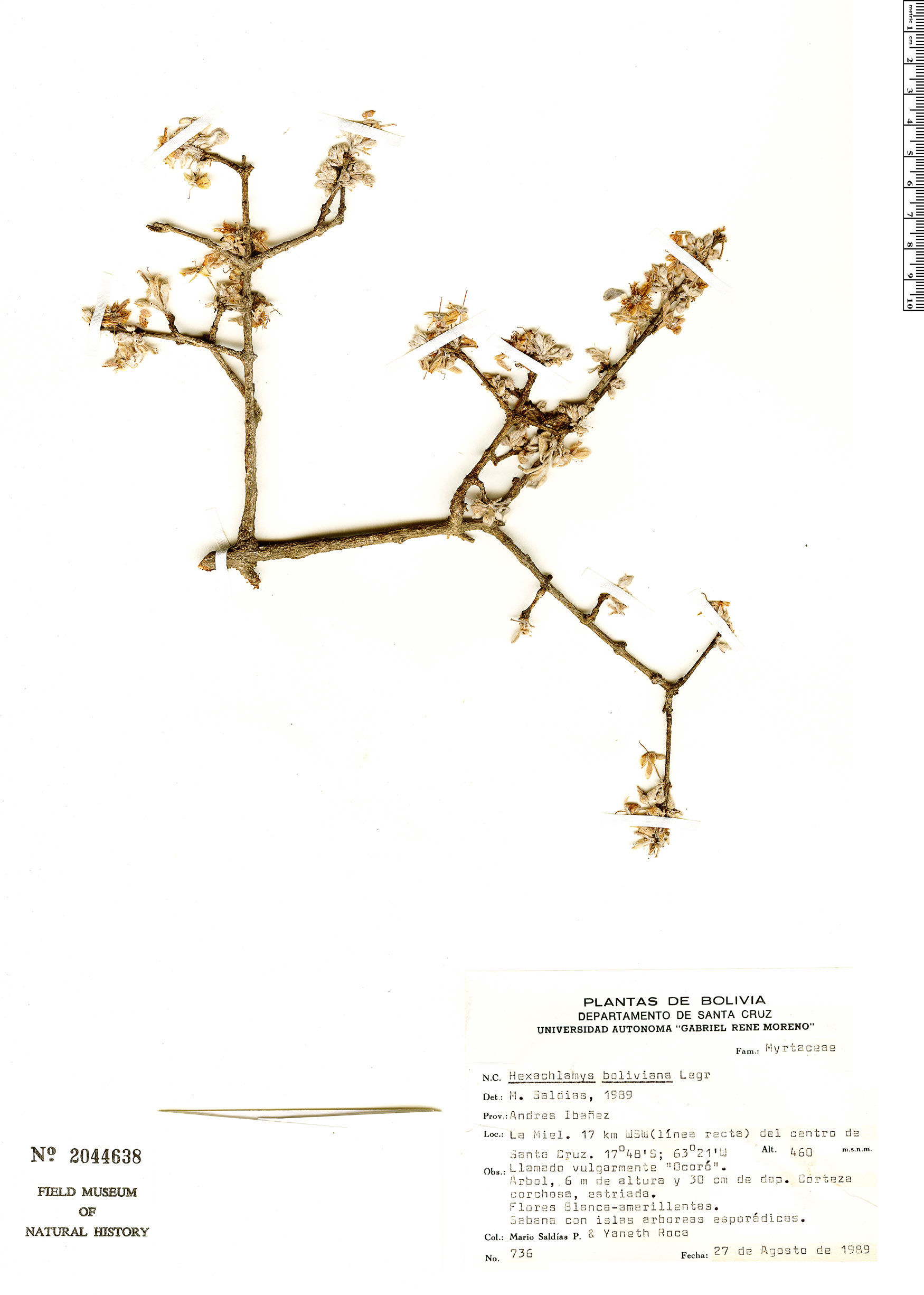 Hexachlamys boliviana image