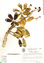 Schefflera macrocarpa image