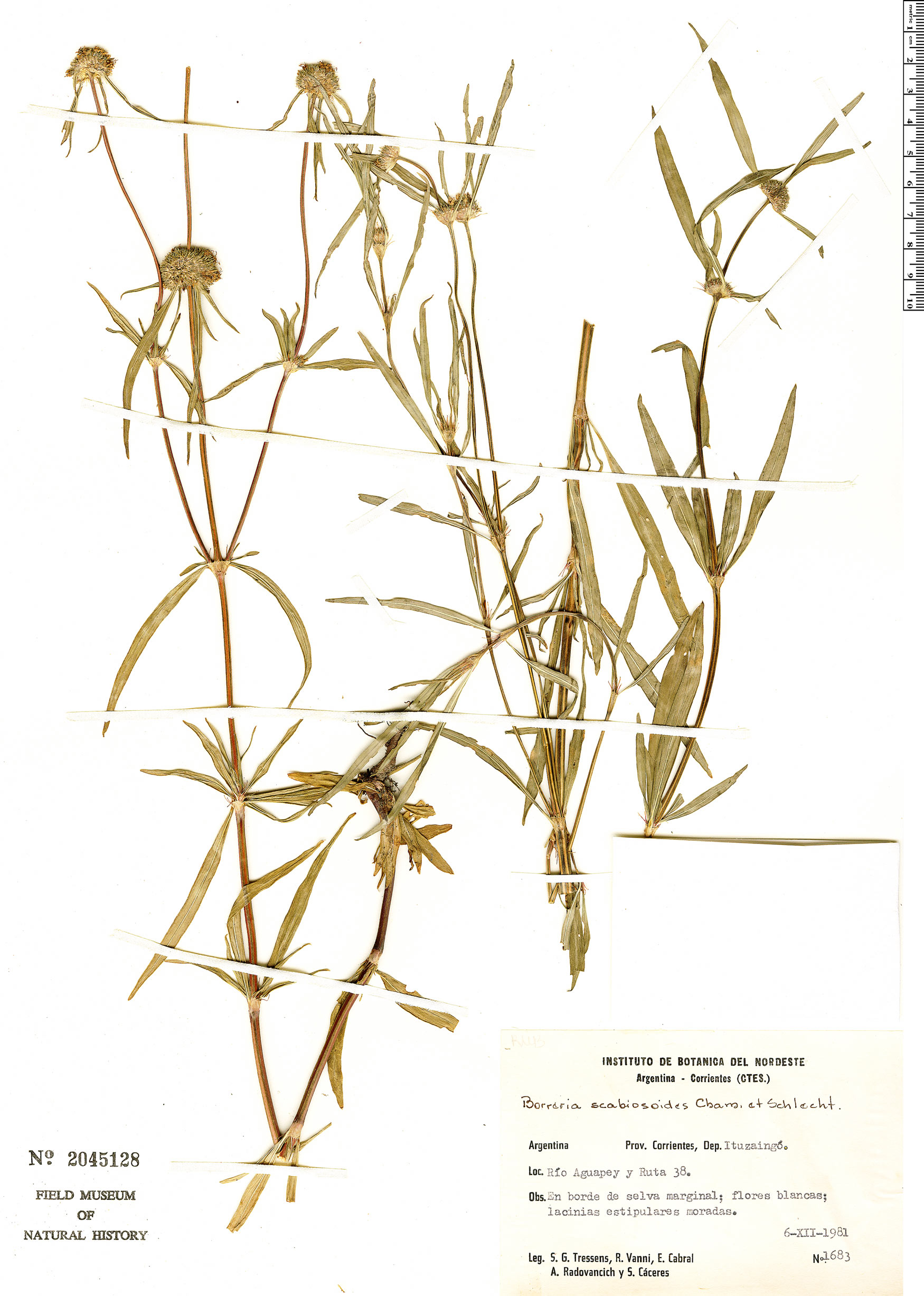 Borreria scabiosoides image