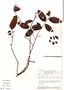 Dulacia guianensis image