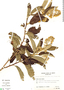 Gochnatia polymorpha image