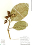 Coussarea latifolia image