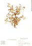 Mimosa tricephala var. xanti image