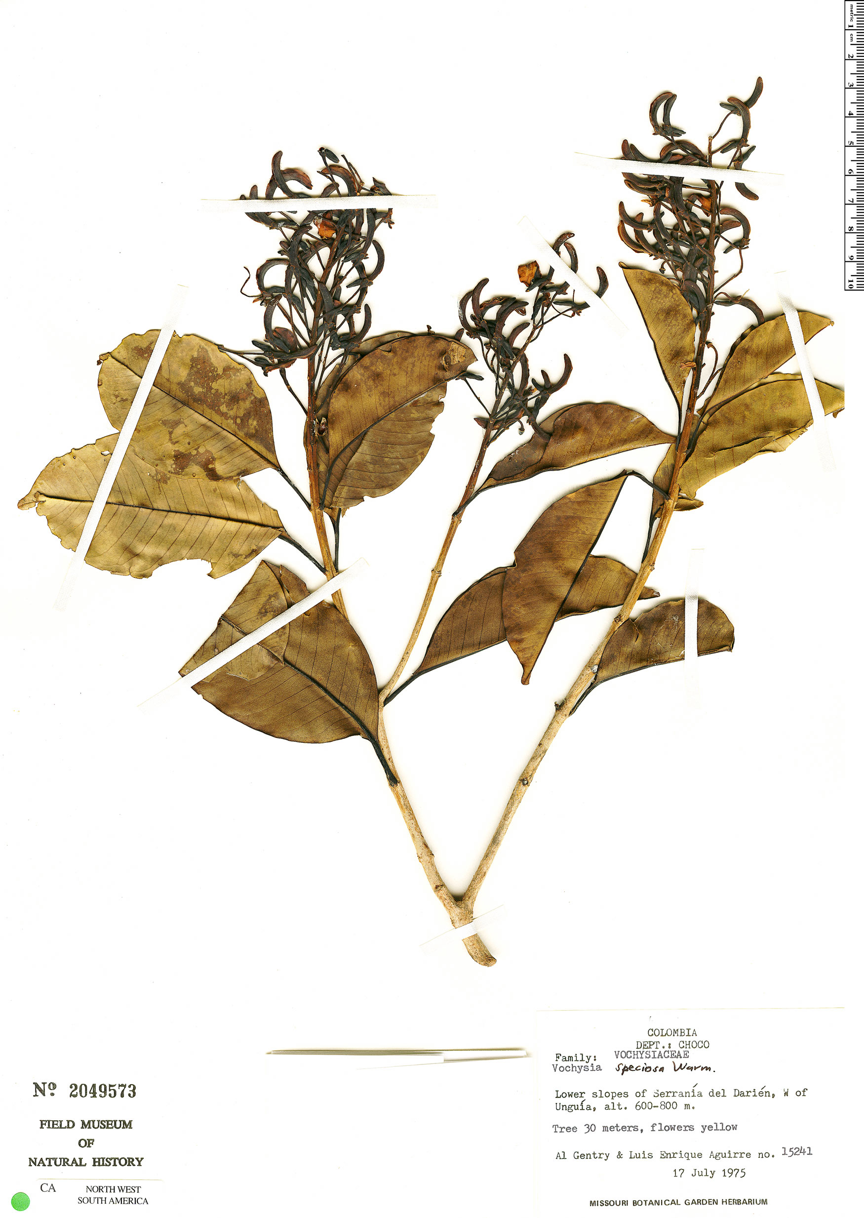 Vochysia speciosa image