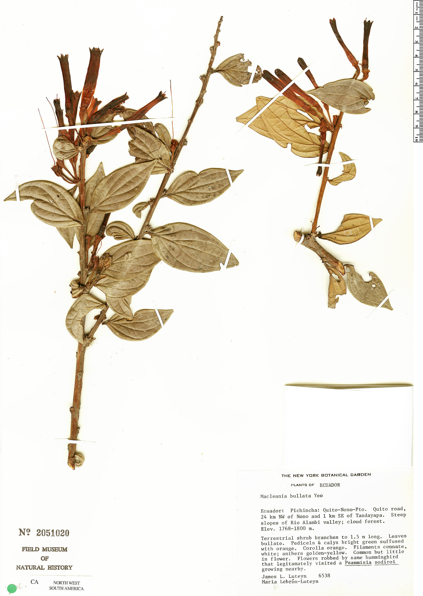 Macleania bullata image