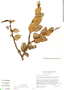 Macleania macrantha image