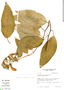 Centropogon solanifolius image