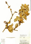 Berberis grandiflora image