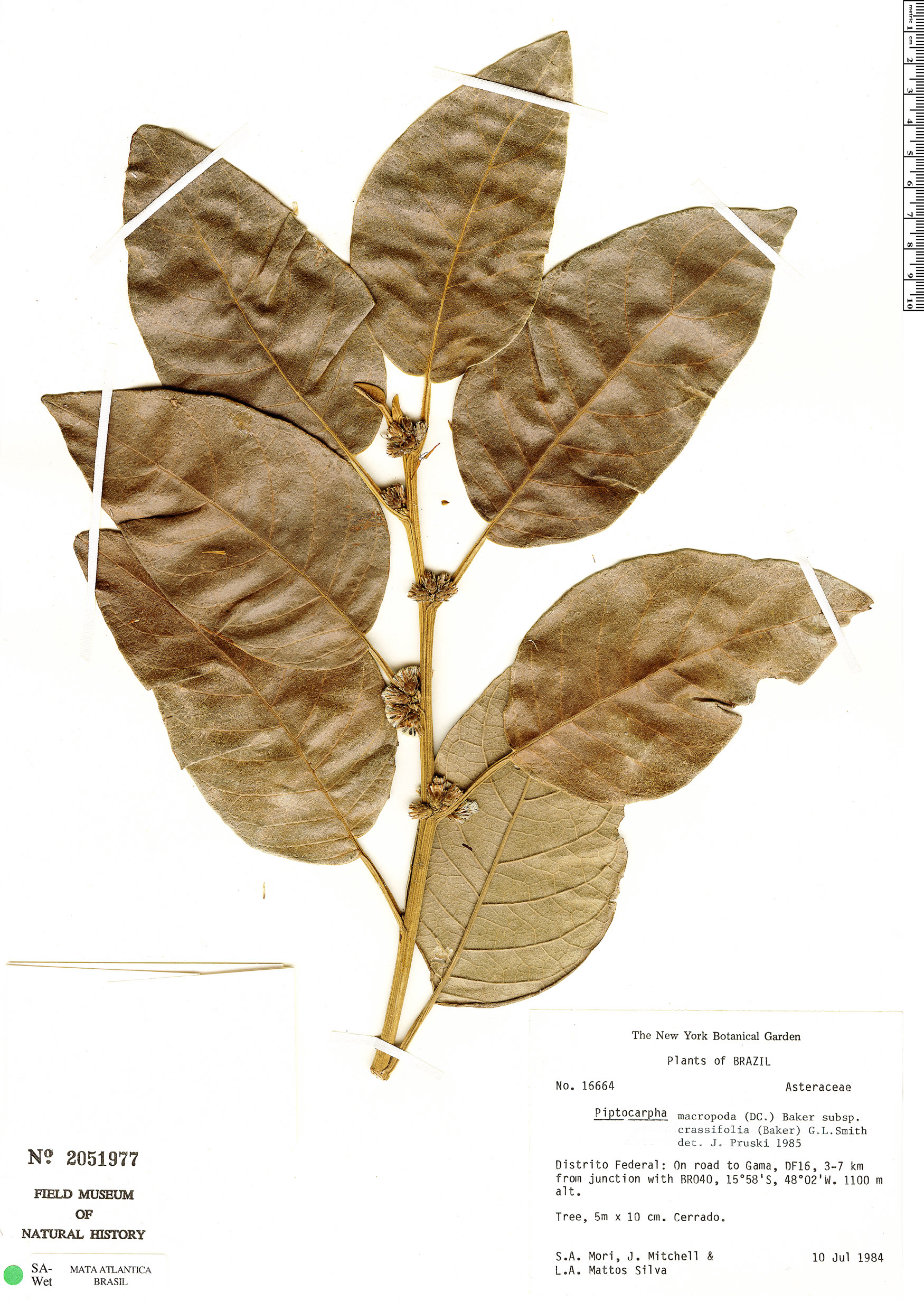 Piptocarpha macropoda image