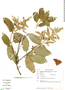 Lepechinia betonicifolia image