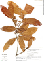Quiina macrophylla image
