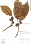 Sloanea pubescens image