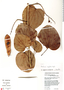 Bauhinia angulosa image