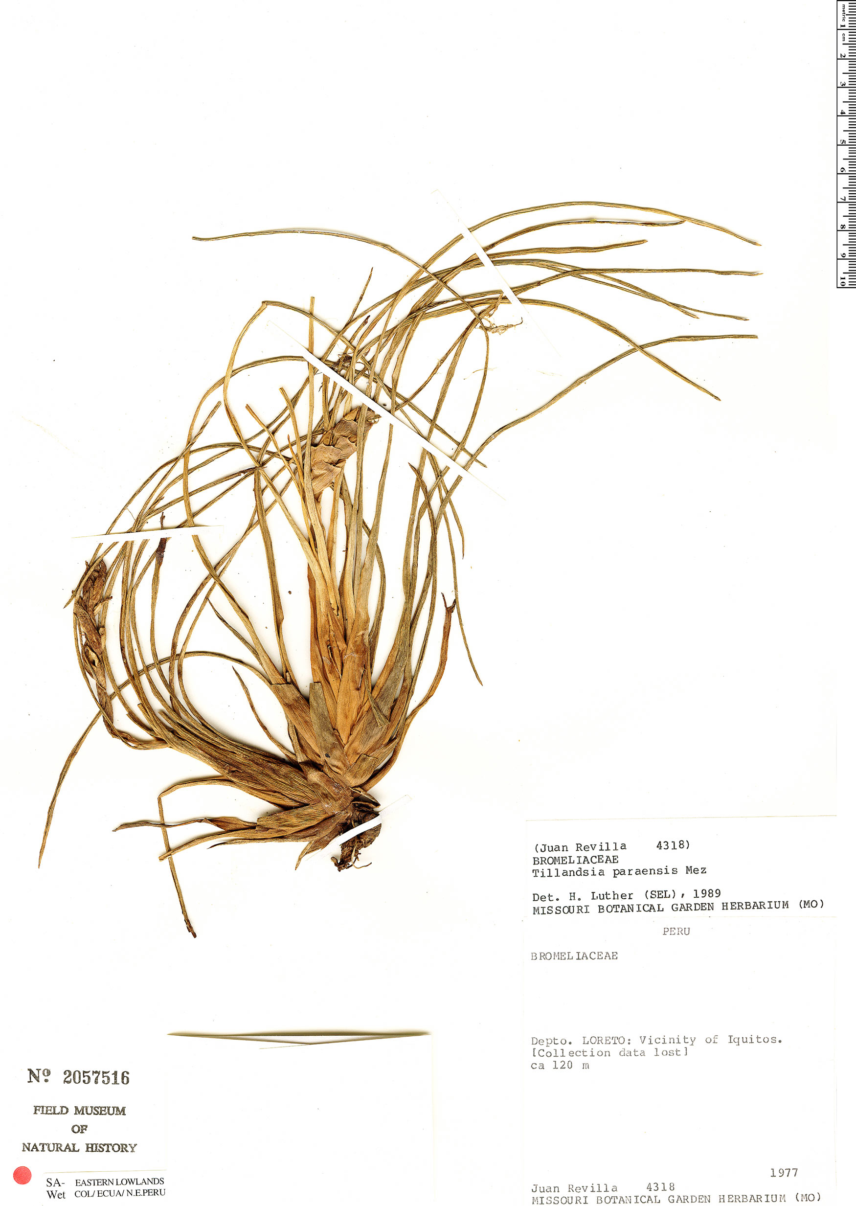 Tillandsia paraensis image