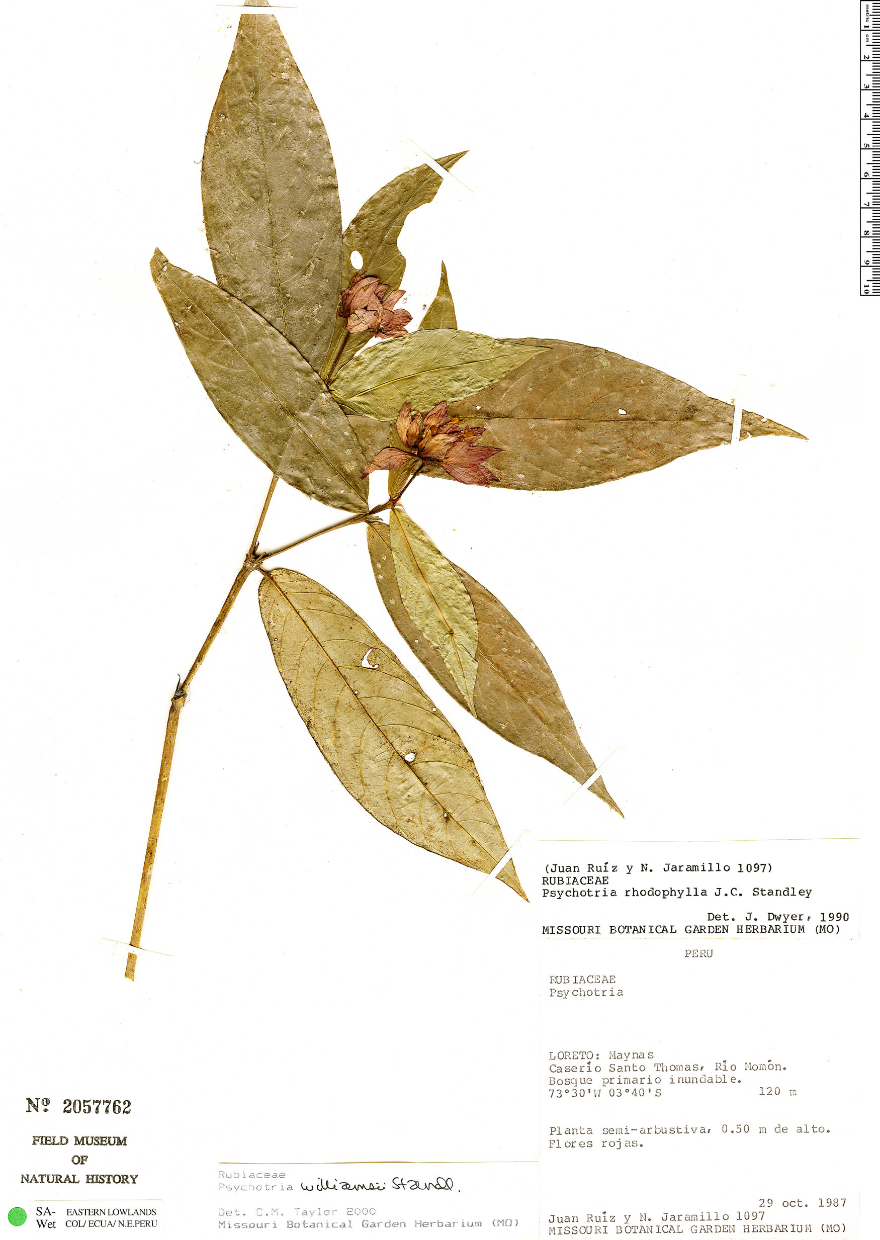 Psychotria williamsii image