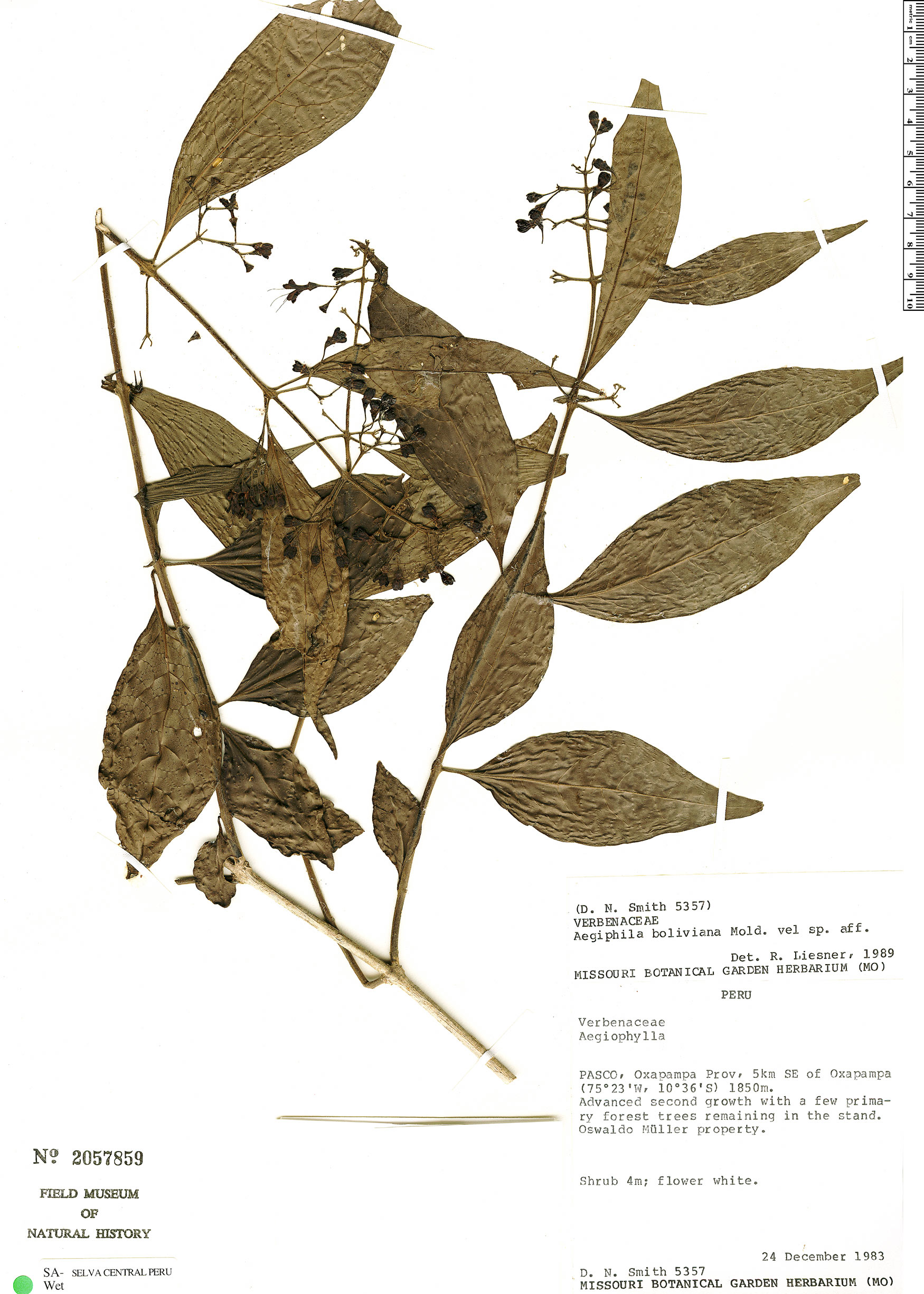Aegiphila boliviana image