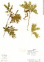 Cojoba arborea var. angustifolia image
