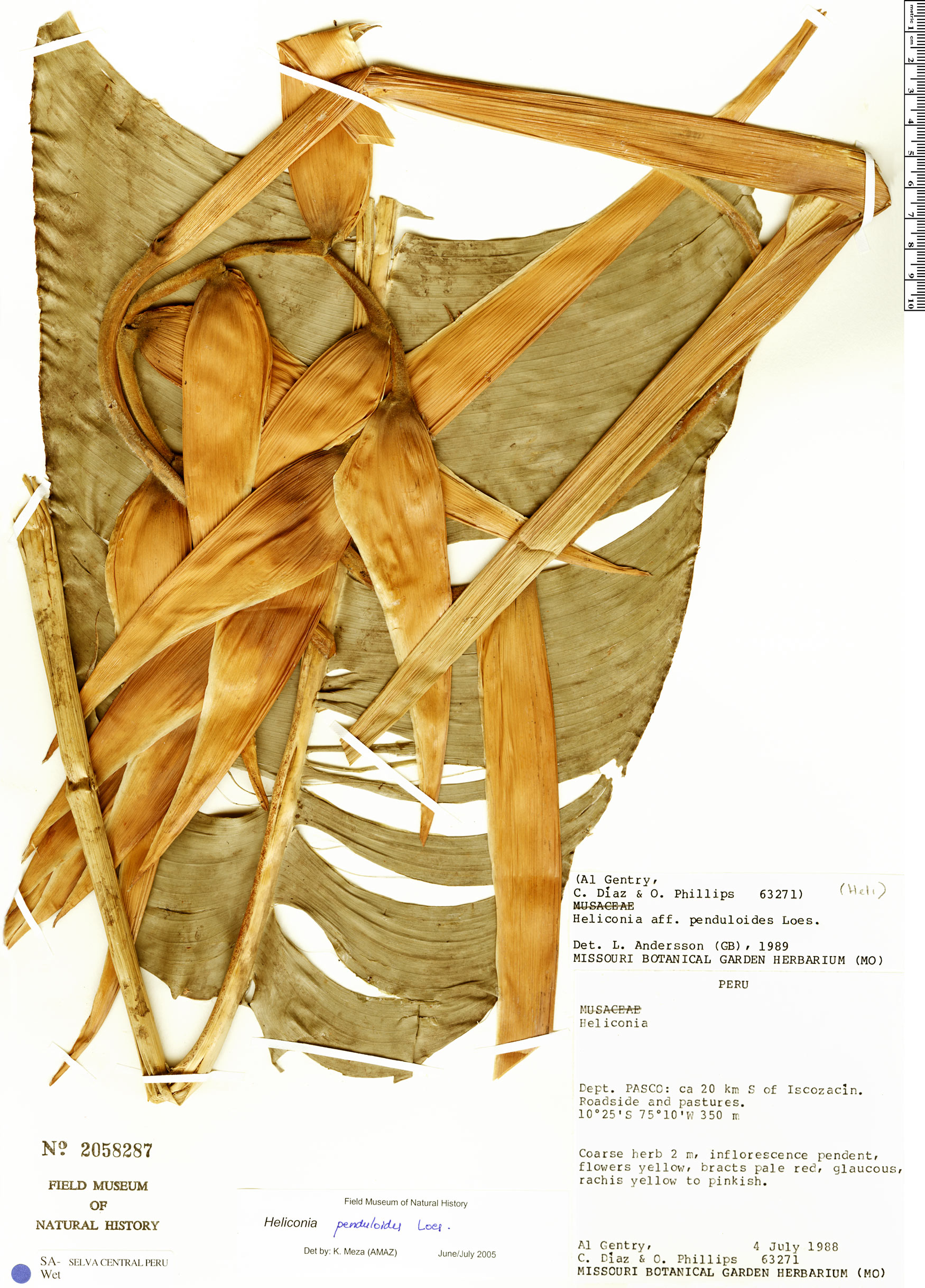 Heliconia penduloides image