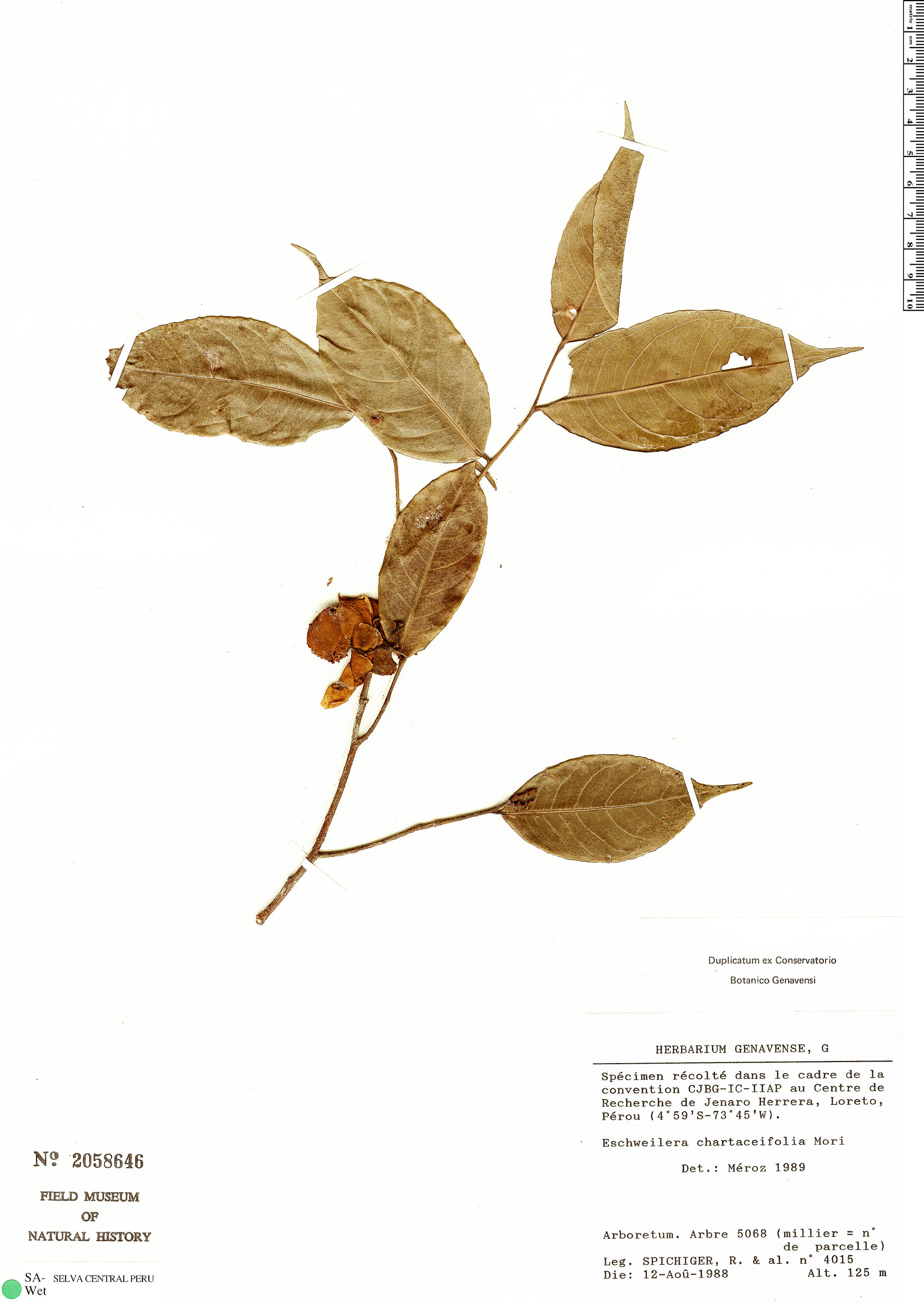Eschweilera chartaceifolia image