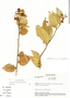 Macleania macrantha image