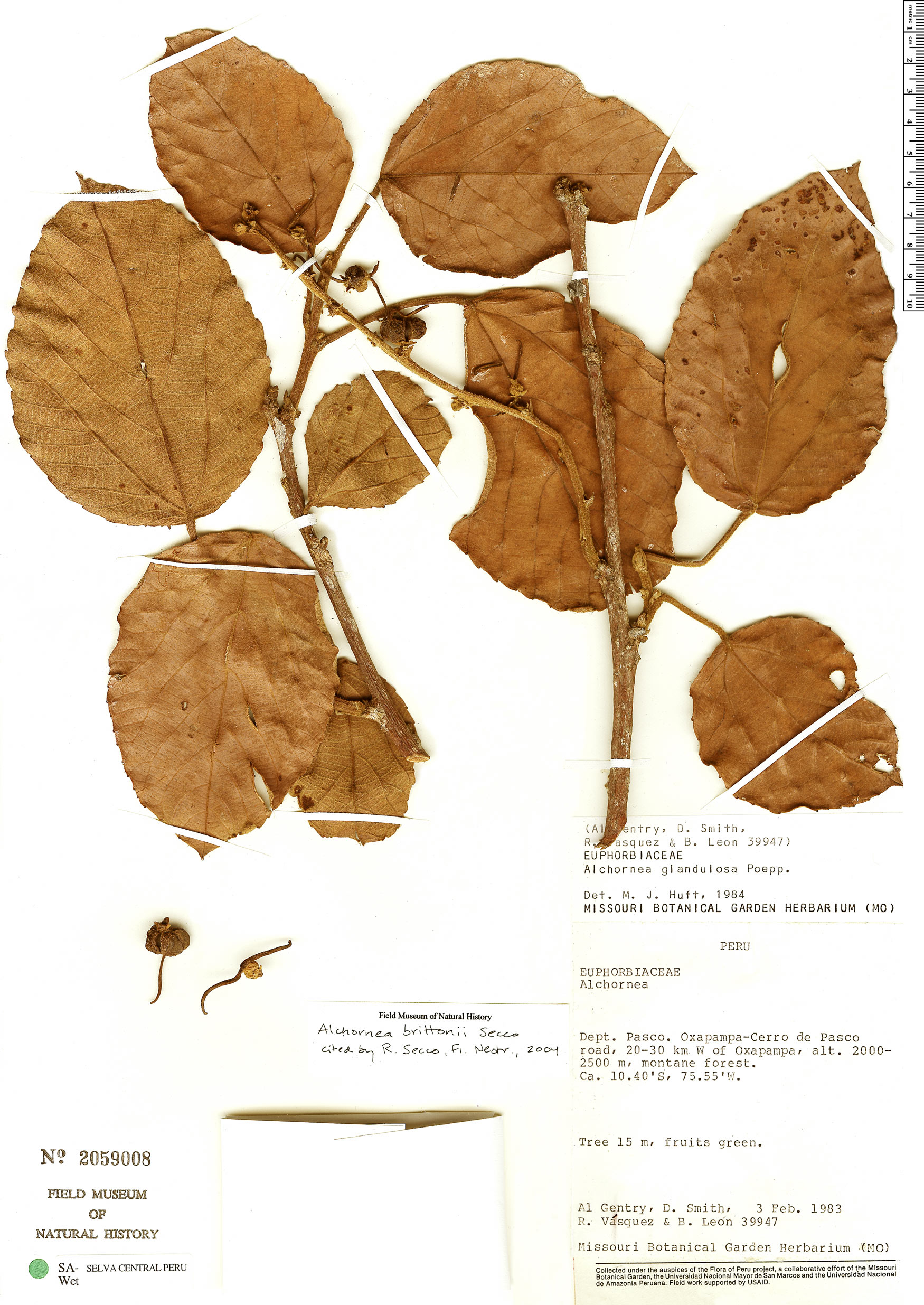 Alchornea brittonii image