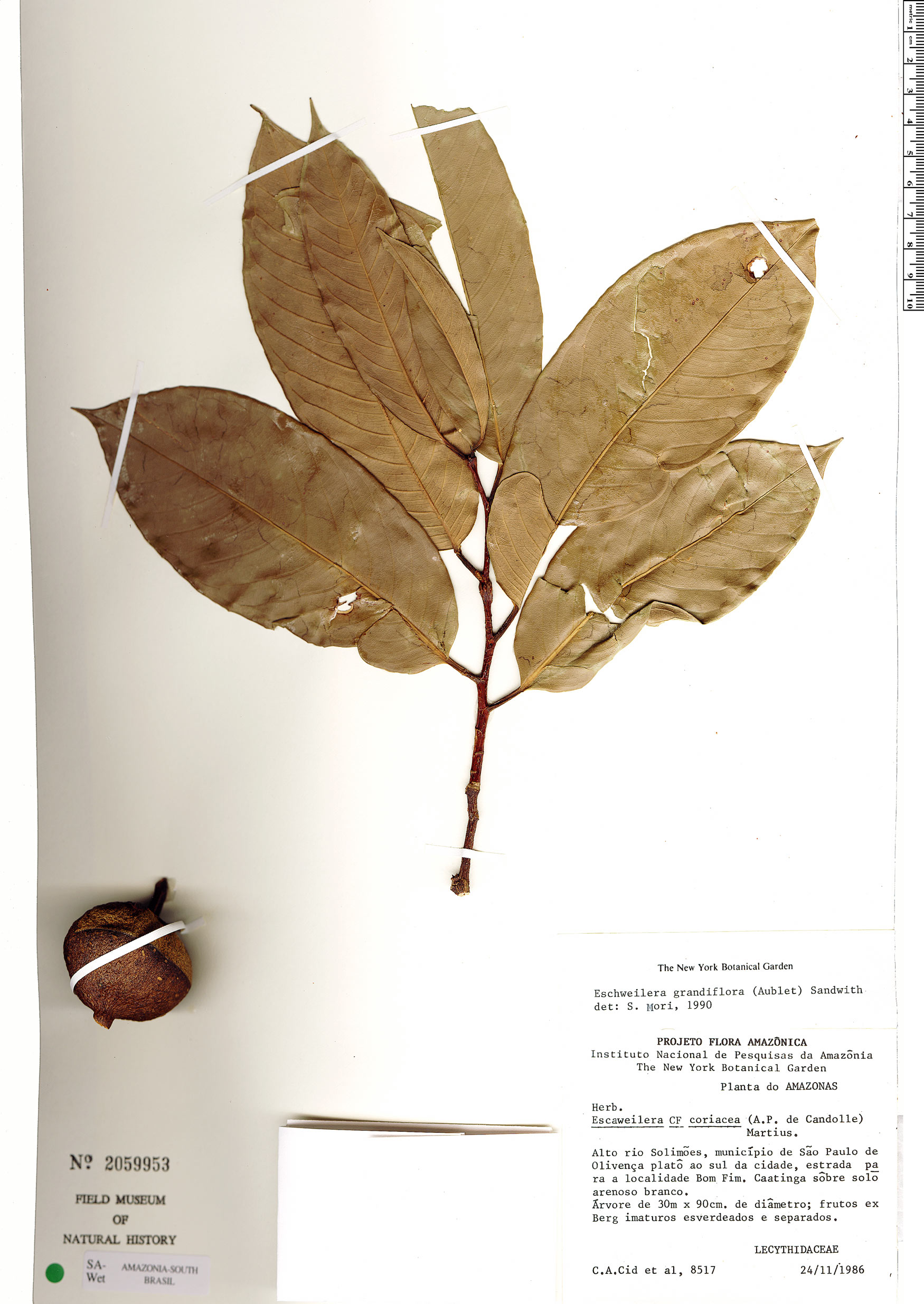 Eschweilera grandiflora image