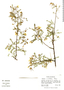 Diphysa minutifolia image