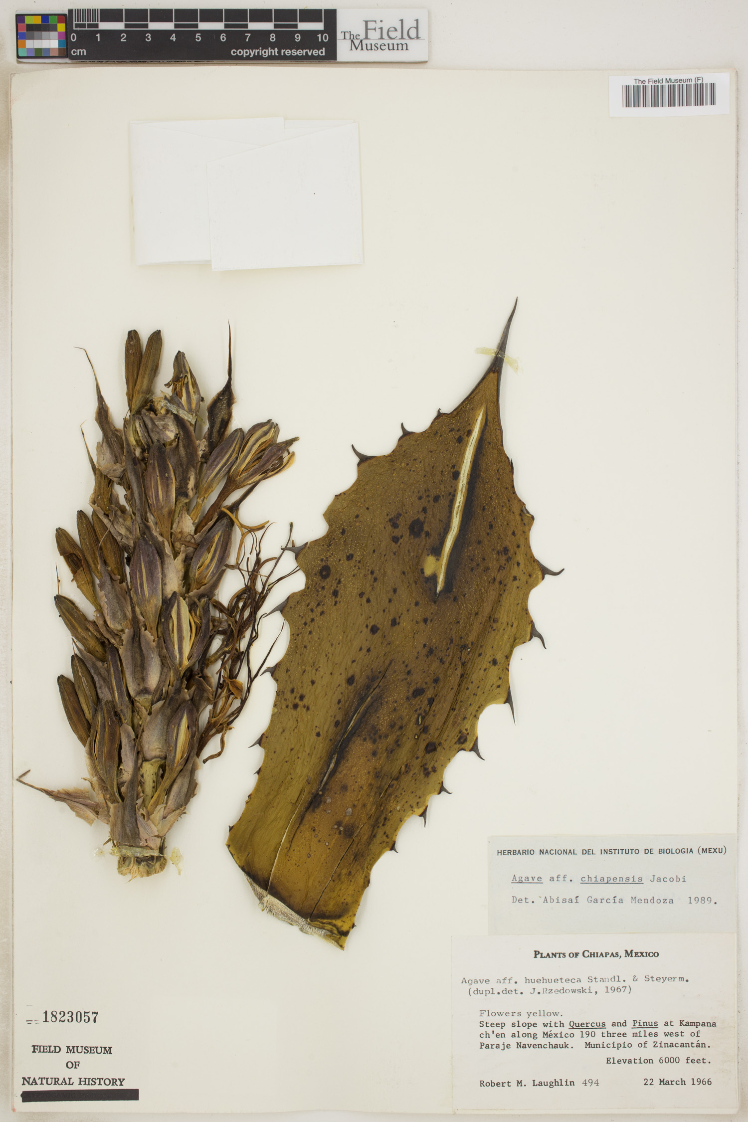 Agave chiapensis image