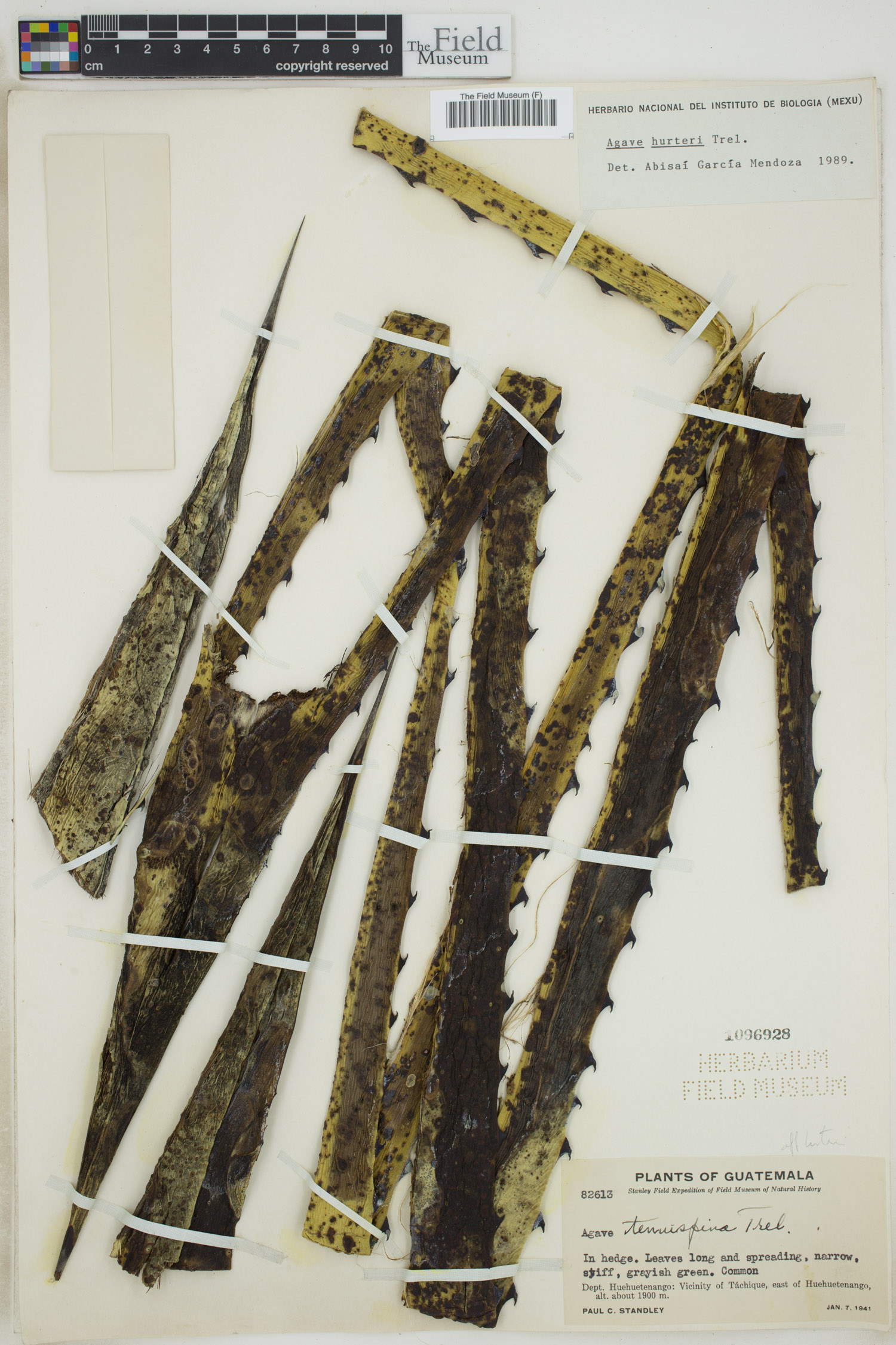 Agave hurteri image