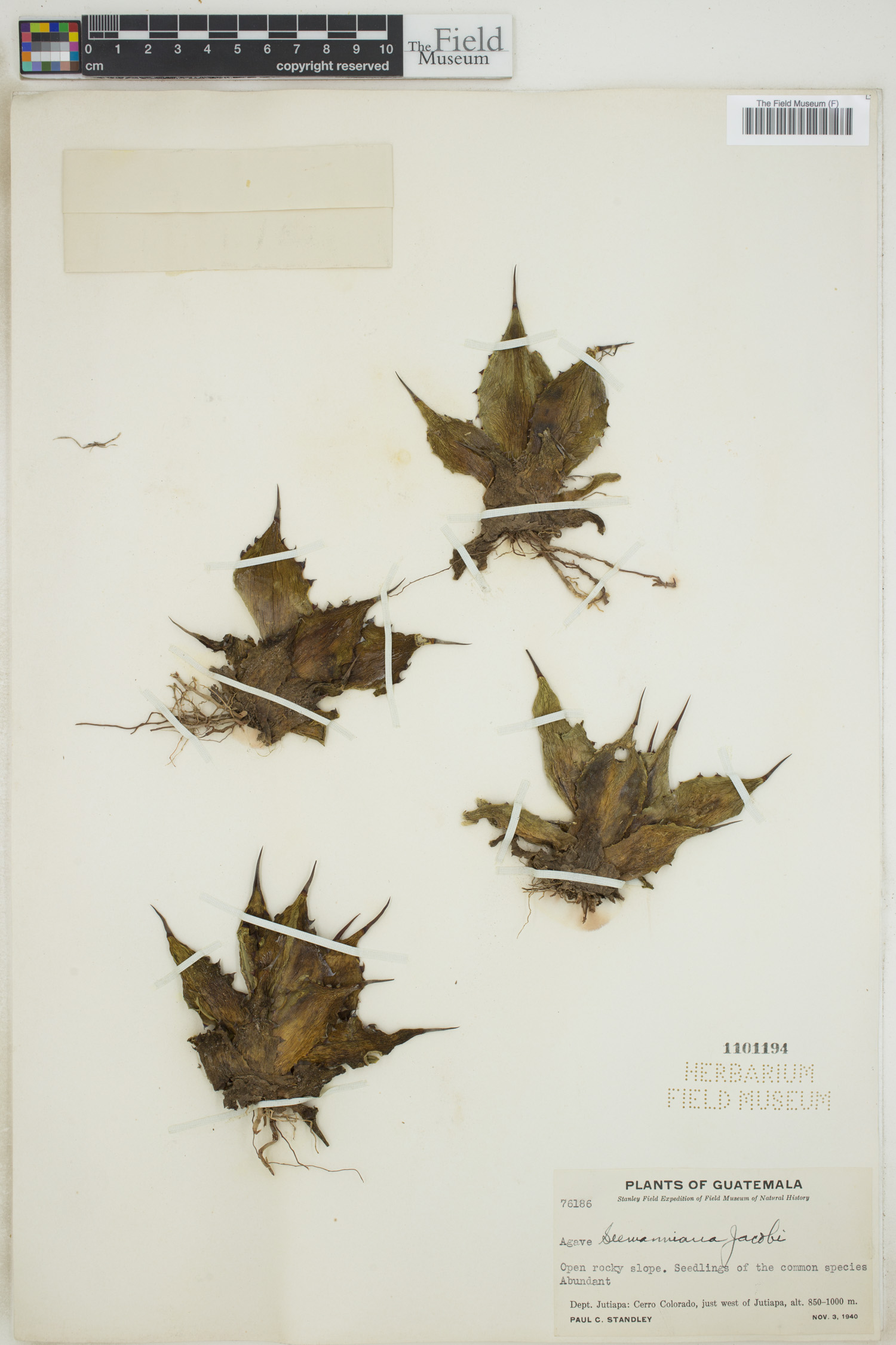 Agave seemanniana image