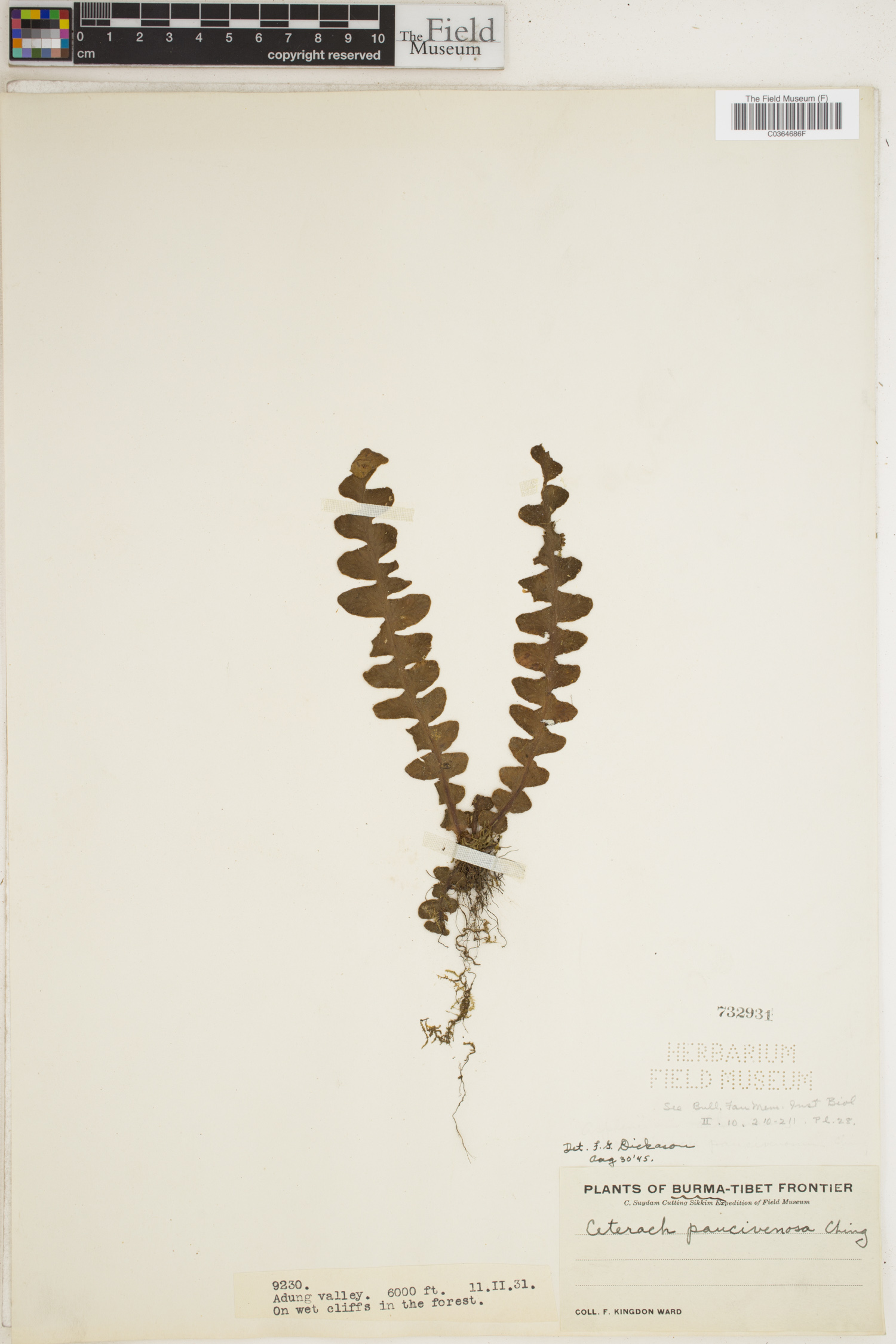 Asplenium paucivenosum subsp. paucivenosum image