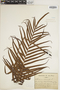 Blechnopsis orientalis image