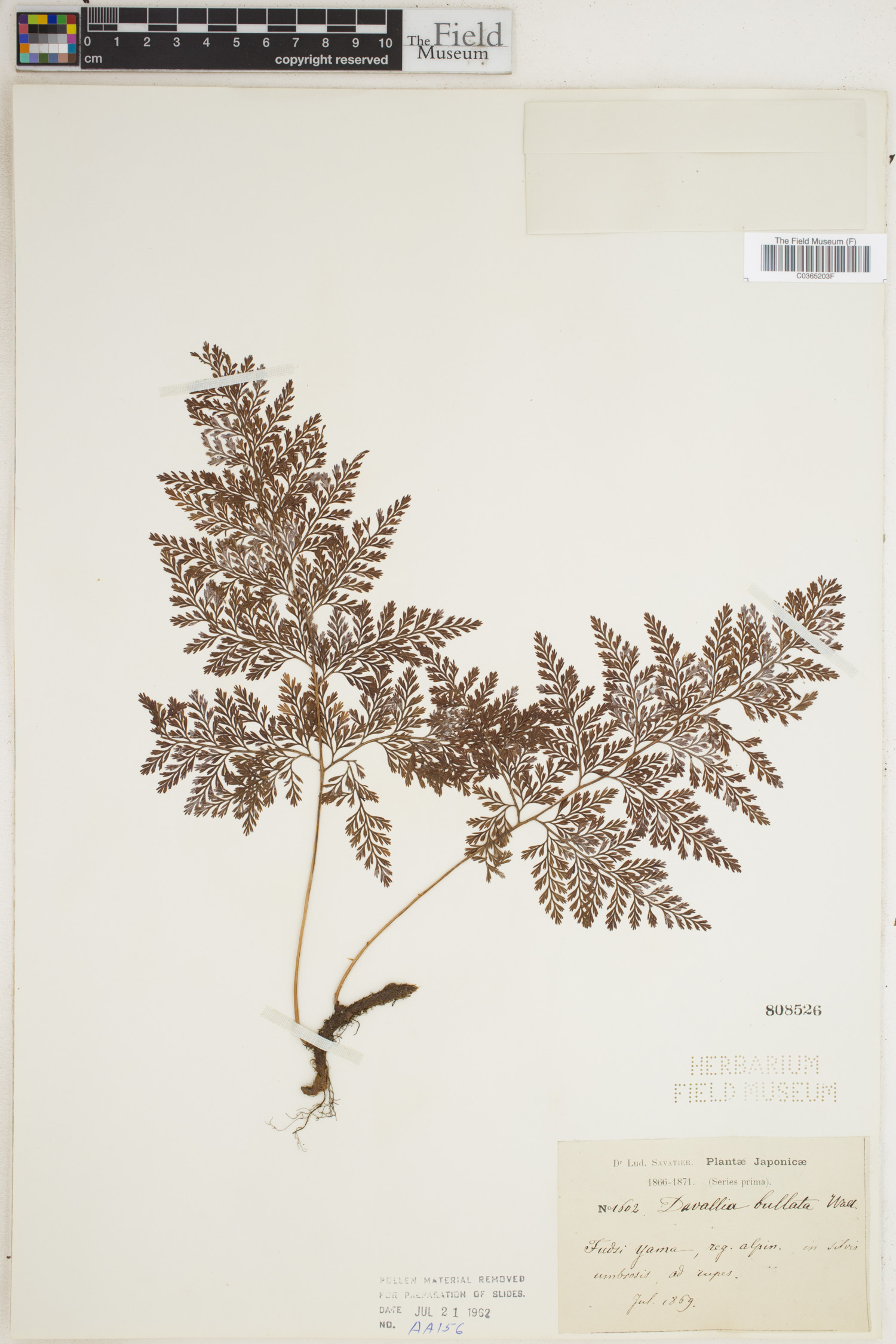 Davallia bullata image
