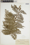 Dennstaedtia samoensis image