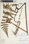 Histiopteris incisa image
