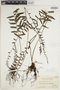 Bolbitis appendiculata image