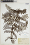 Tectaria aenigma image