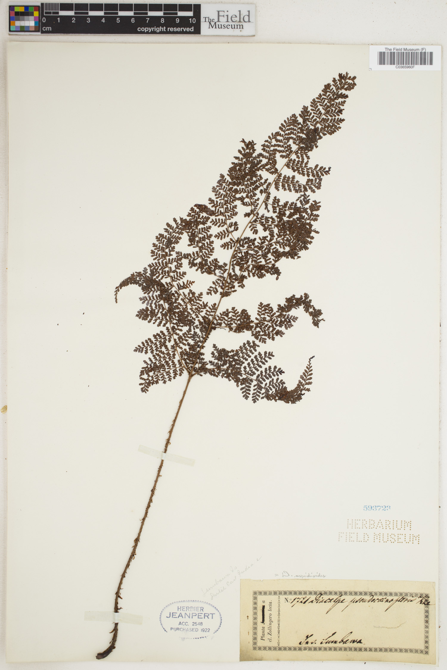 Dryopteris pseudocaenopteris image