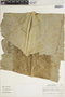 Asplenium musifolium image