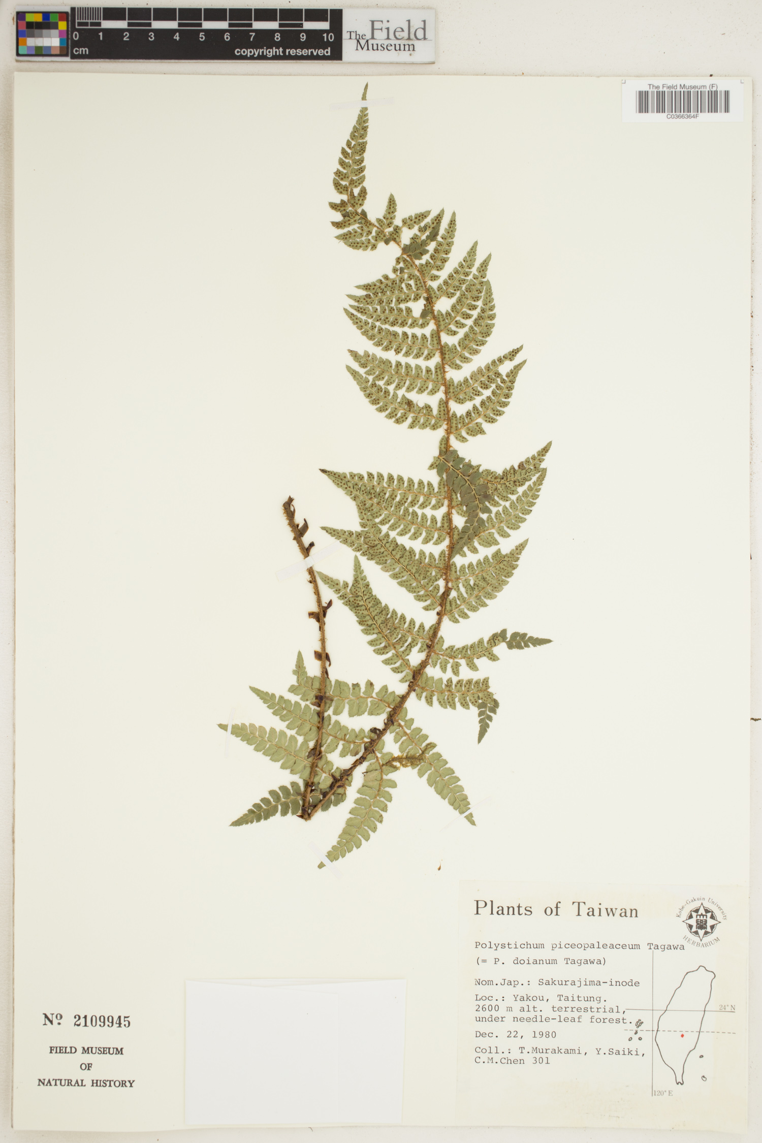 Polystichum piceopaleaceum image