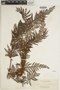 Polystichum moluccense image