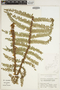 Polystichum ovatopaleaceum image