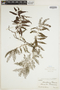 Teratophyllum leptocarpum image