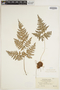 Hypodematium crenatum subsp. crenatum image