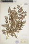 Dryopteris sparsa subsp. rectipinnula image