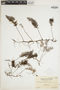 Abrodictyum gemmatum image